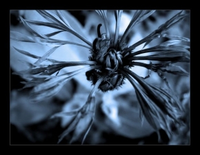 Makrosvět - Tmavomodrý květ