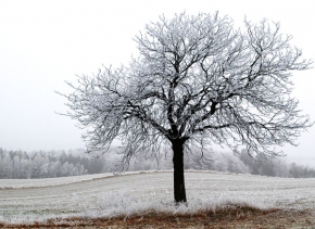Stromy v krajině - První mrazík