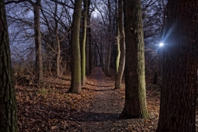 Krajina stínů a hvězd - Svetlo v lese