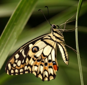Makrosvět - Fotograf roku - kreativita - Motýl