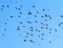 Miluše Chvalovská -Dobří holubi se vracejí