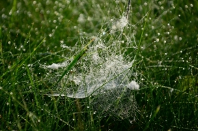 Divoká příroda - Pavoučí domov