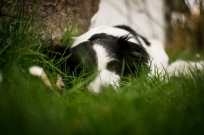 Zvířata, zvěř i mazlíčci - V trávě