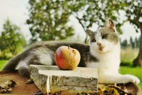 Zvířata, zvěř i mazlíčci - Zaujetí jablkem