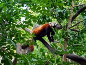 Zvířata, zvěř i mazlíčci - červená panda