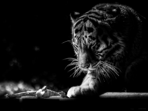 Zvířata, zvěř i mazlíčci - Fotograf roku - Top 20 - III.kolo - Tygr