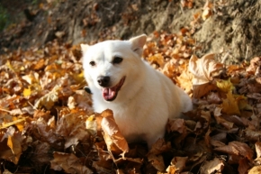 Zvířata, zvěř i mazlíčci - Podzimní slunečný den