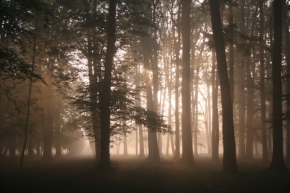 Marta Galasovská - Mlhavý les