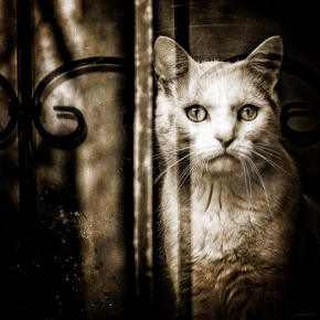 Zvířata, zvěř i mazlíčci - Fotograf roku - Top 20 - III.kolo - Samota za okny