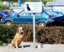 Iva Matulová -parkoviště pro psy
