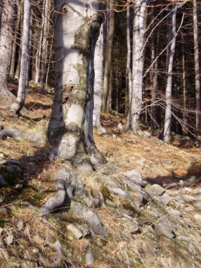 Stromy v krajině - Kořeny