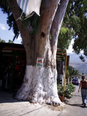 Stromy v krajině - Olivovník k dispozici