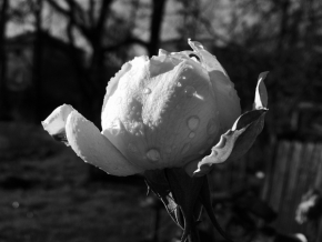 Černobílá krása - Prosinec