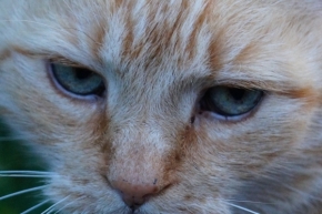 Franziska Balk - kočičí oči