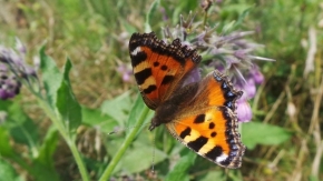 Makro a Close-up - Motýľ 