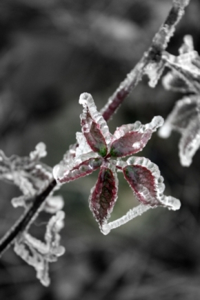 Makro a Close-up - Zmrzlý květ