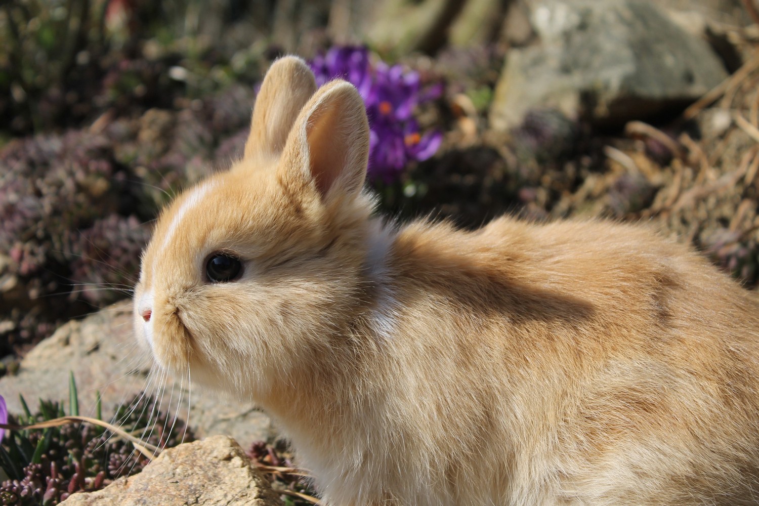 Jarní králíček