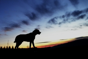 Zvířata, zvěř i mazlíčci - Sledovanie západu slnka