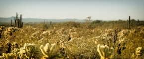 Fotograf roku v přírodě 2015 - Za kaktusem!