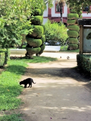 Zvířata, zvěř i mazlíčci - V parku