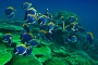 Kŕdeľ korálových rýb