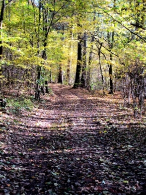 Divoká příroda - Lesní cesta
