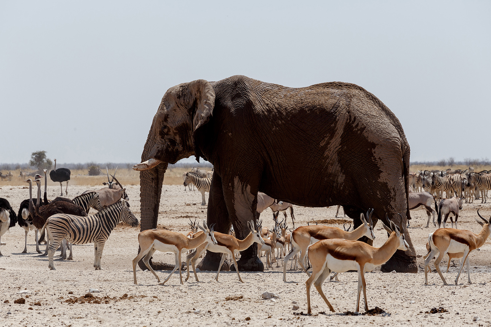 Zvířata u napajedla, Etosha, Namibia