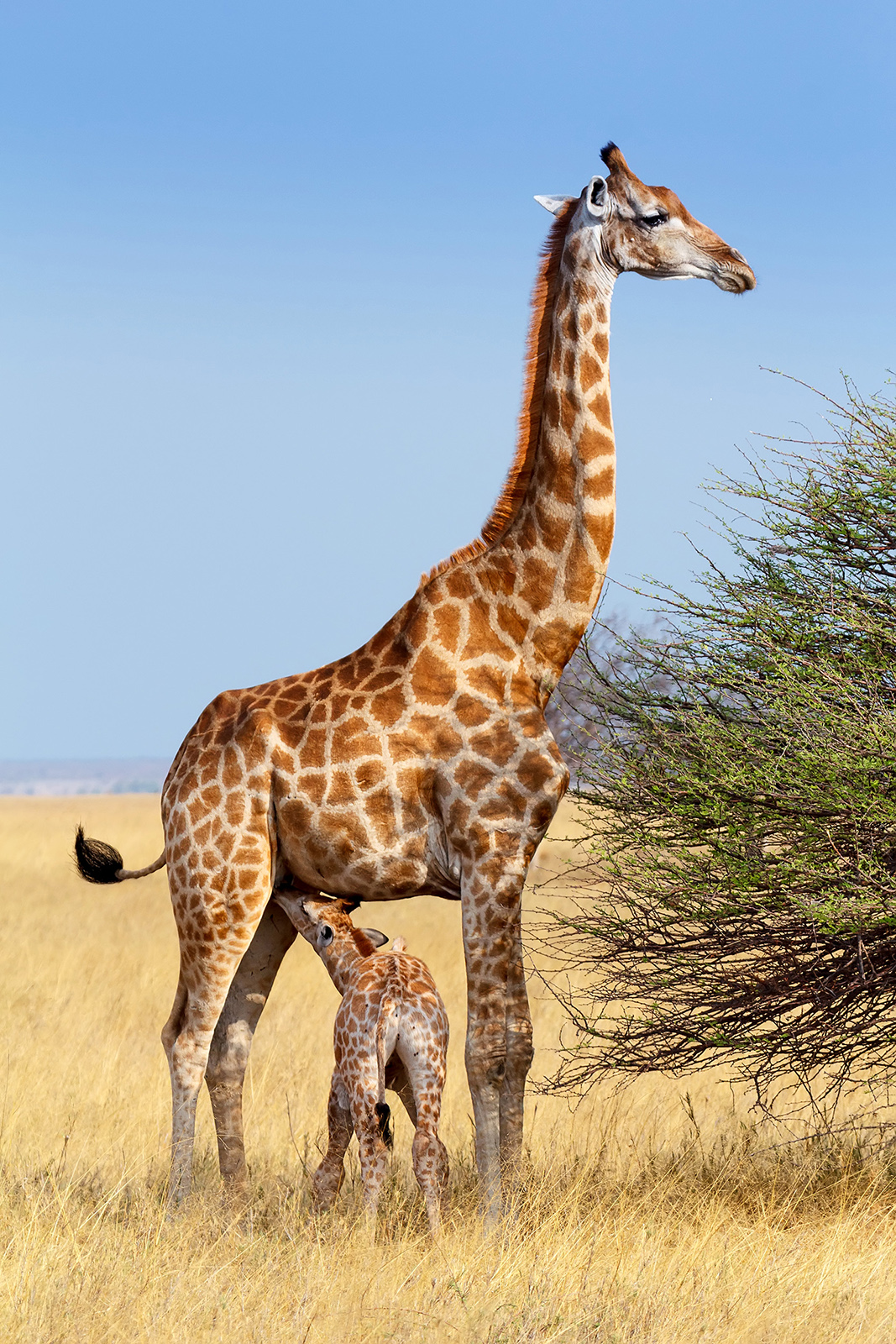 Žirafa s mládětem