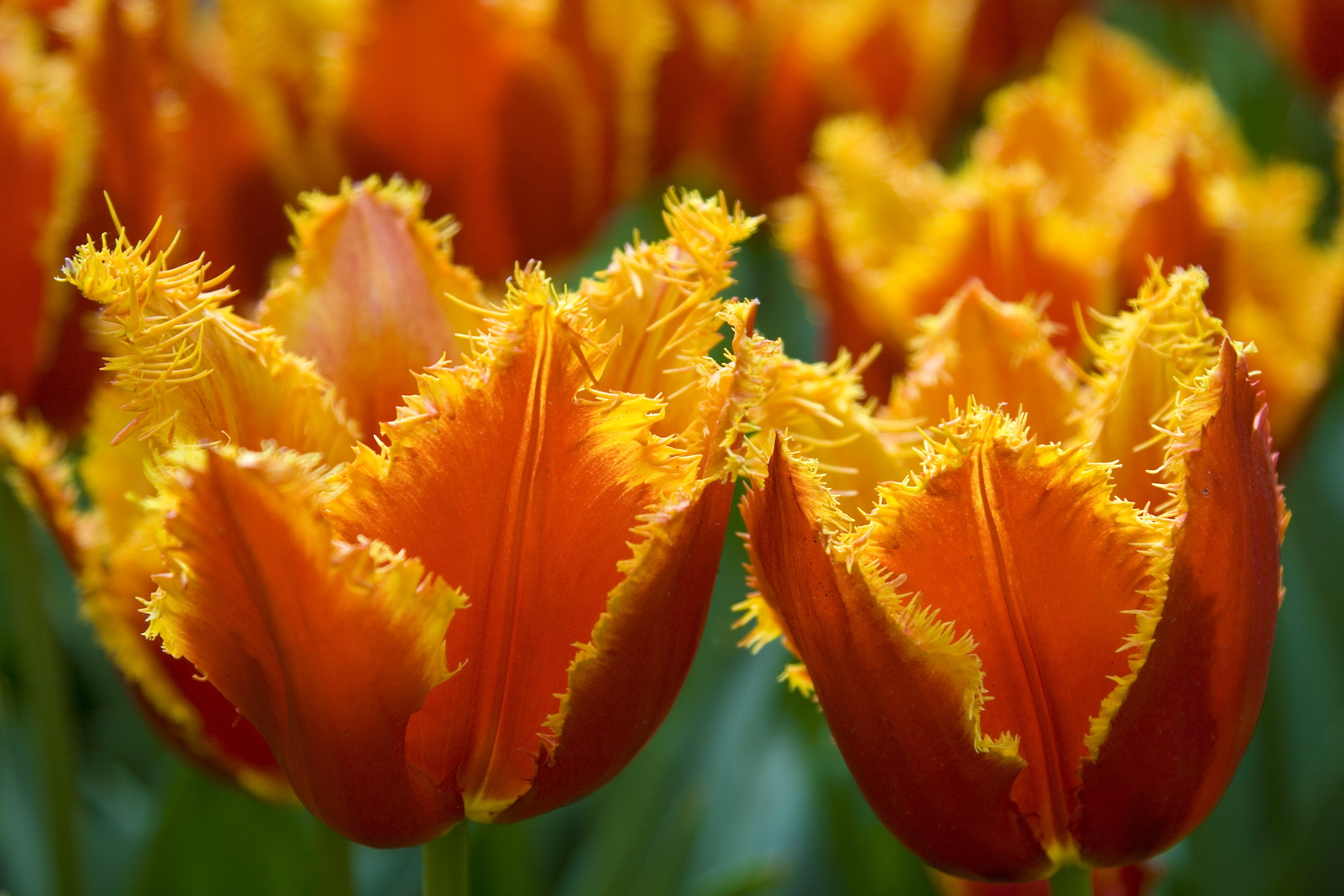 Duo tulipán