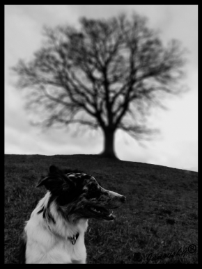 Černobílá krása - veselý pes