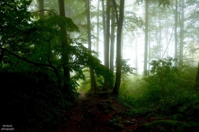 Divoká příroda - Pohádkový prales