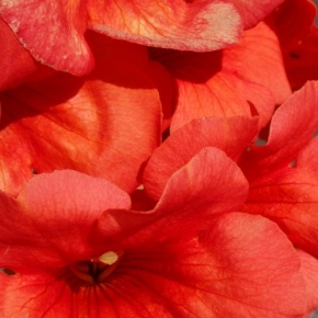 Makrosvět - Rudý květ