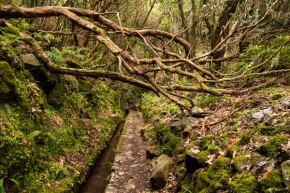 Divoká příroda - Ztrácející se stezka v pralese