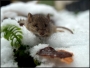 Ivan Šoller -myšák v zimě