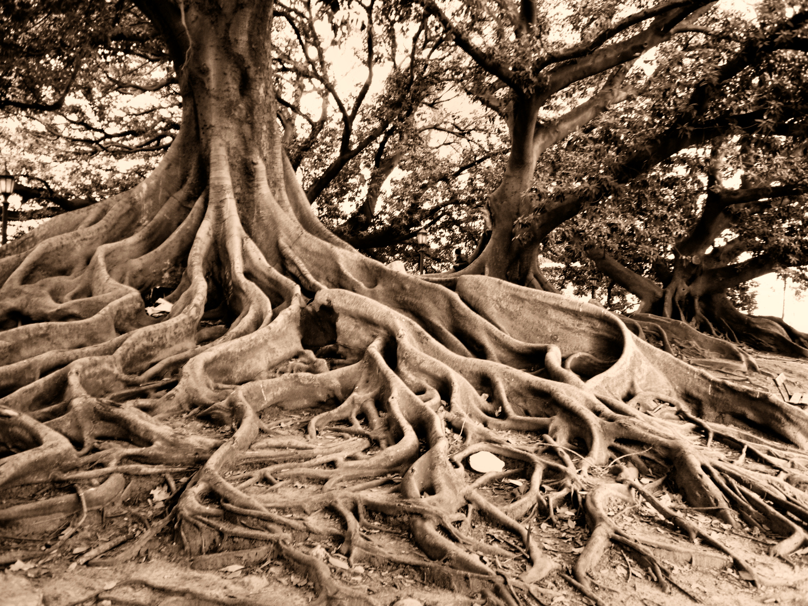 Ve spleti kořenů -  strom Ombú