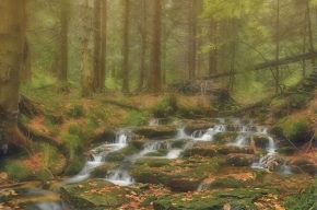Divoká příroda -  Divoký potok