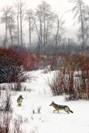 Divoká příroda - Fotograf roku - Kreativita - IV.kolo - v chumelenici potkal kojot kojotici