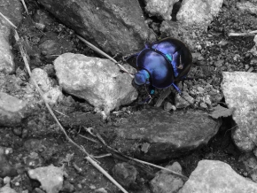 Makrosvět - Modrý horolezec