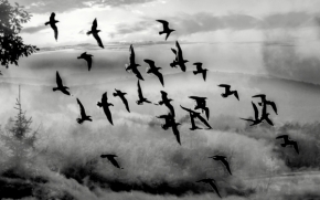 Divoká příroda - Cesty ptáků