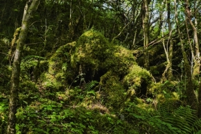 Divoká příroda - Lesní strážce