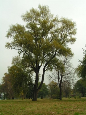 Stromy v krajině - Na Štvanici