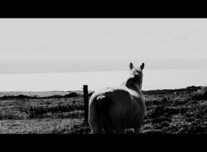 Černobílá krása - Moherský kůň