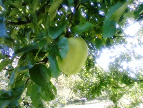 Vendula Jirásková - Kouzelné jablko