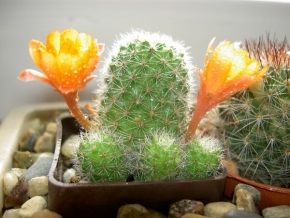 Makrosvět - Kvetoucí kaktus