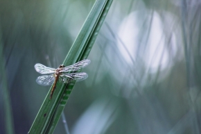 Fotograf roku v přírodě 2015 - vážka