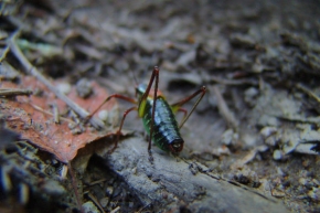 Makrosvět - Svět v po(d)hledu hmyzu
