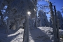 Lenka Kulpová - Zimní les