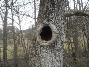 Černobílá krása - Otvor ve stromu aneb hnízdo ptáčat