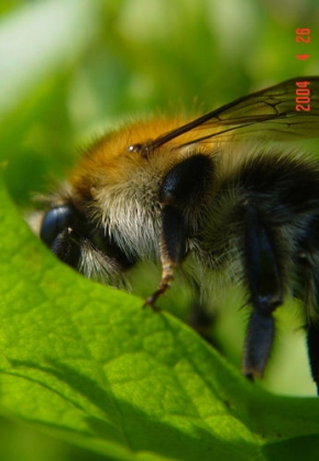 Makrosvět - Aktívna včielka