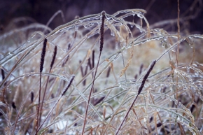 Fotograf roku v přírodě 2015 - Zamrzlé kapky